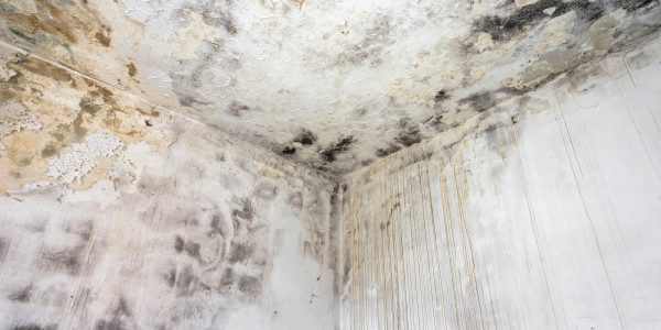 Rehabilitación y Restauración de Fachadas Loeches · Pintura Antihumedad / Antimoho para Humedades / Moho